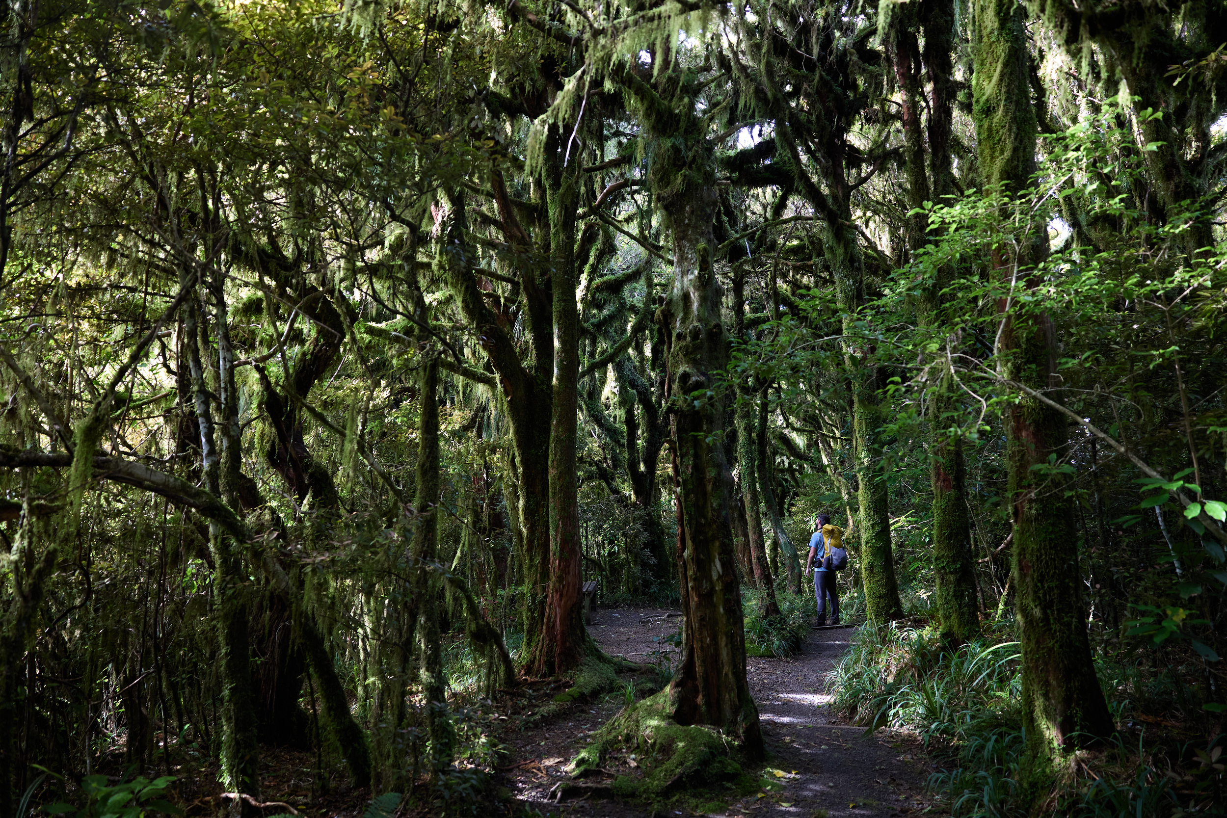 Moss-covered native trees in the forest of Te Papa-Kura-o-Taranaki