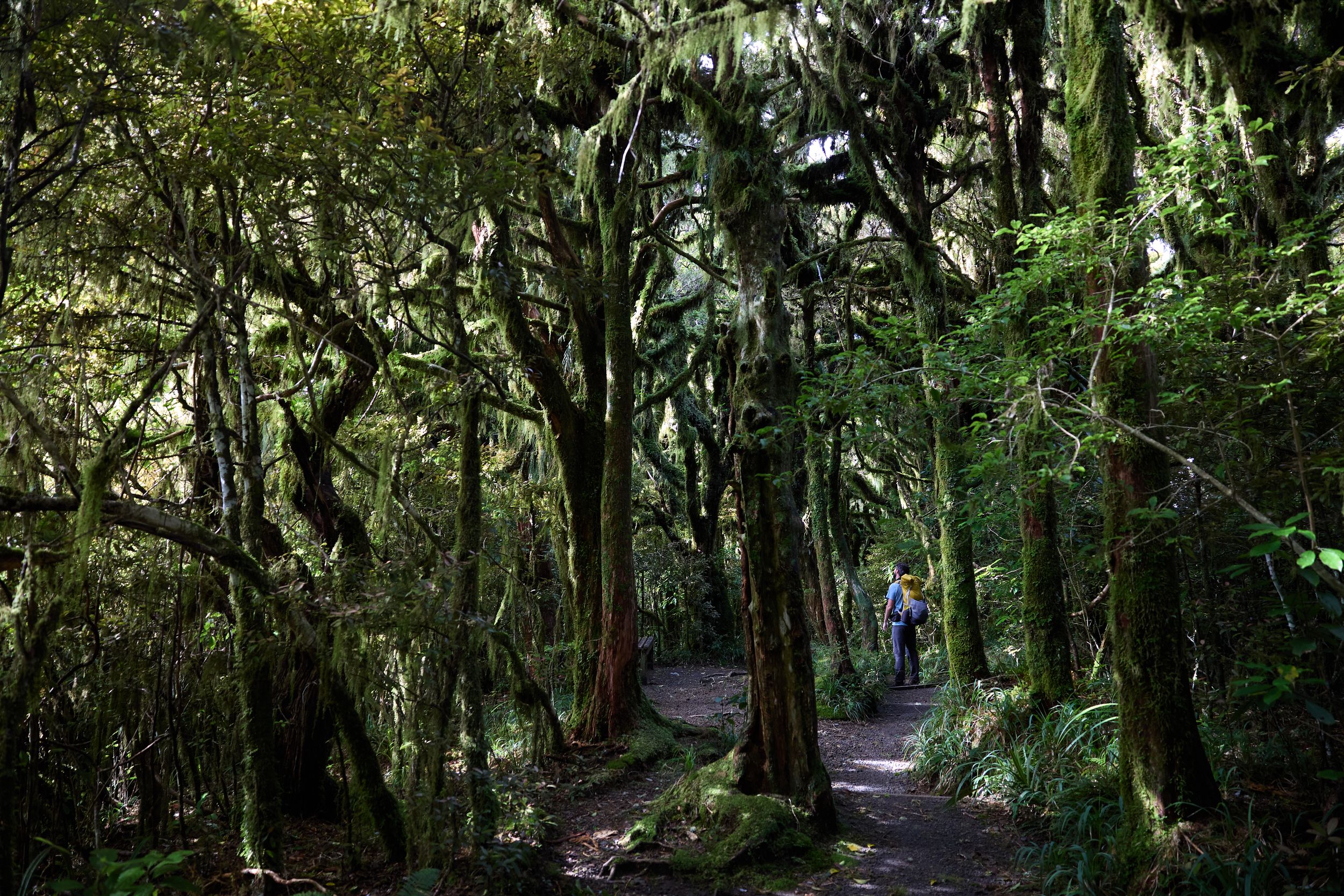 Moss-covered native trees in the forest of Te Papa-Kura-o-Taranaki