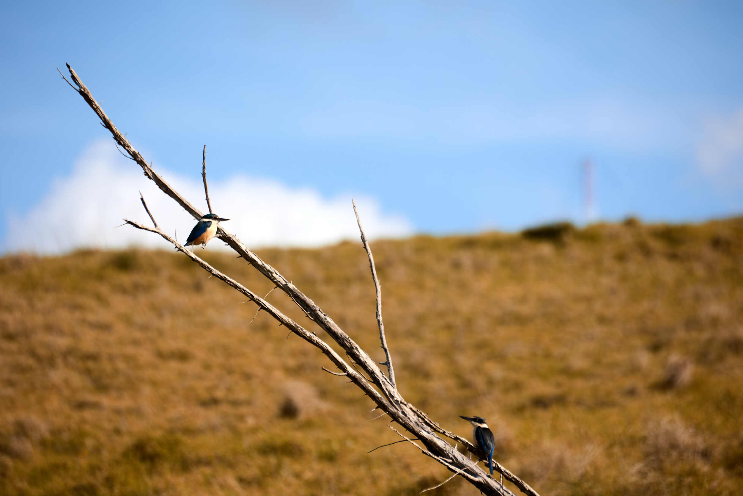 Two wary kōtare on a branch on Motutapu