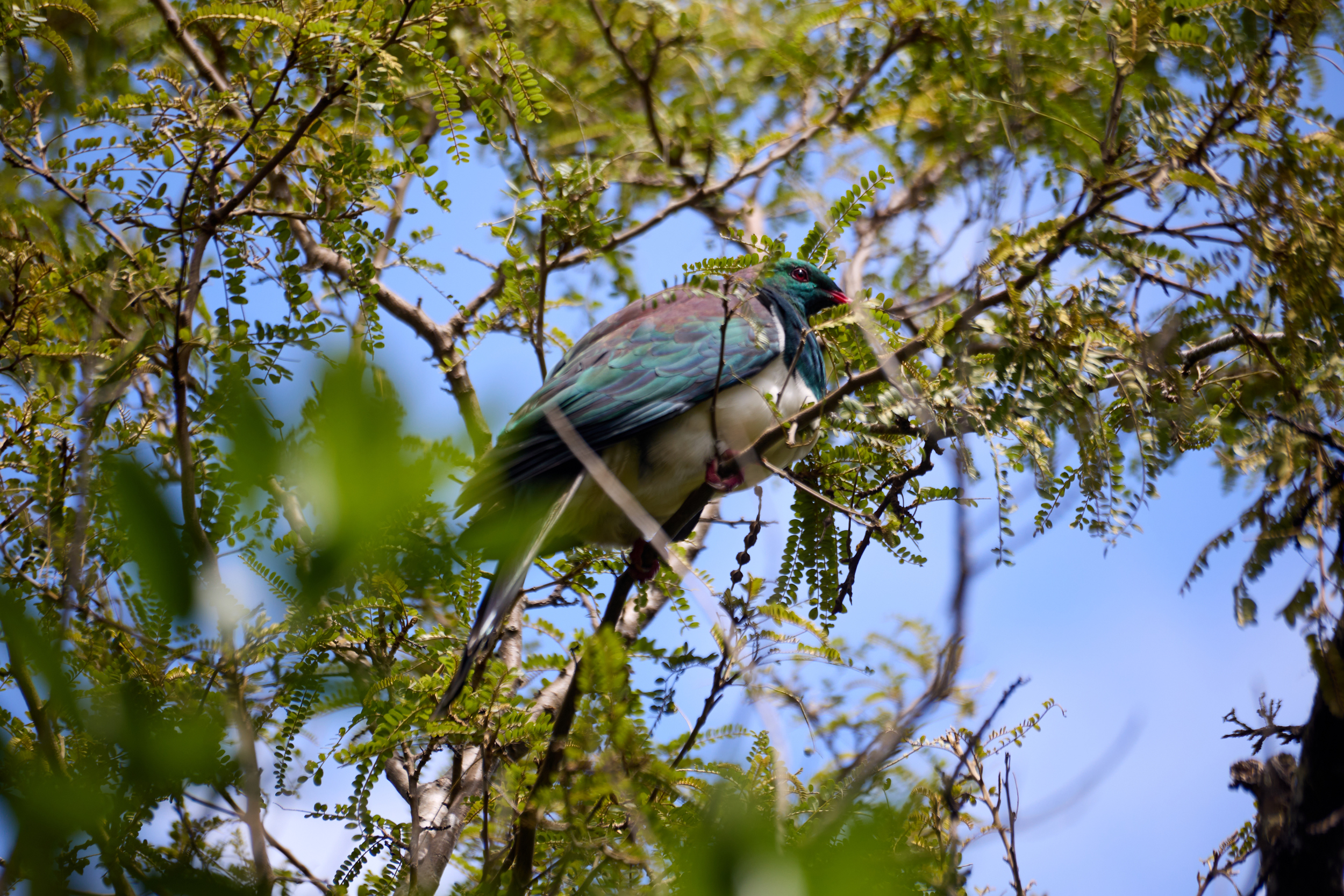 Kererū hiding in a Kōwhai on Tiritiri Matangi