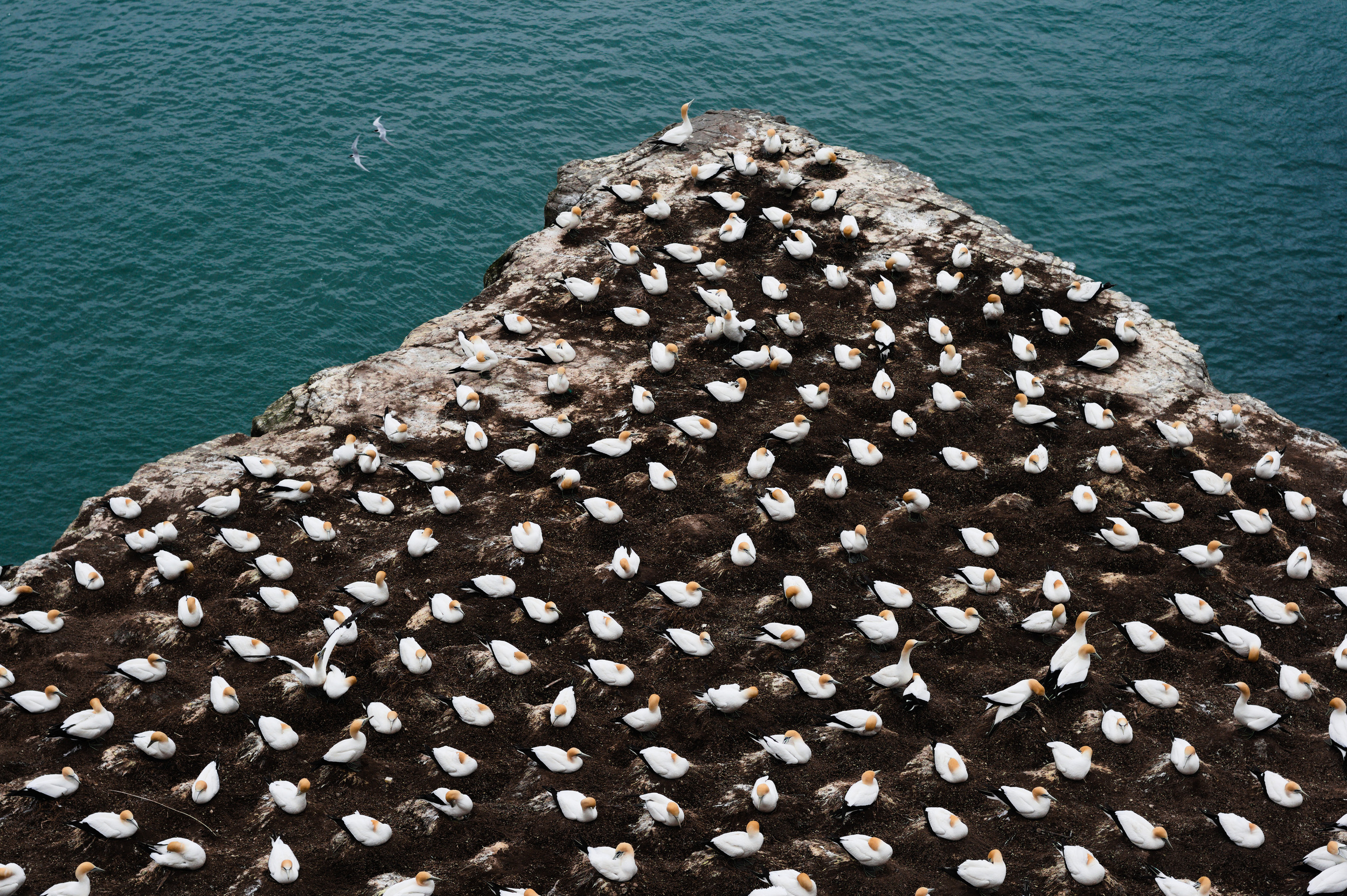 Gannets nesting on the cliffs at Muriwai with the sea in the background