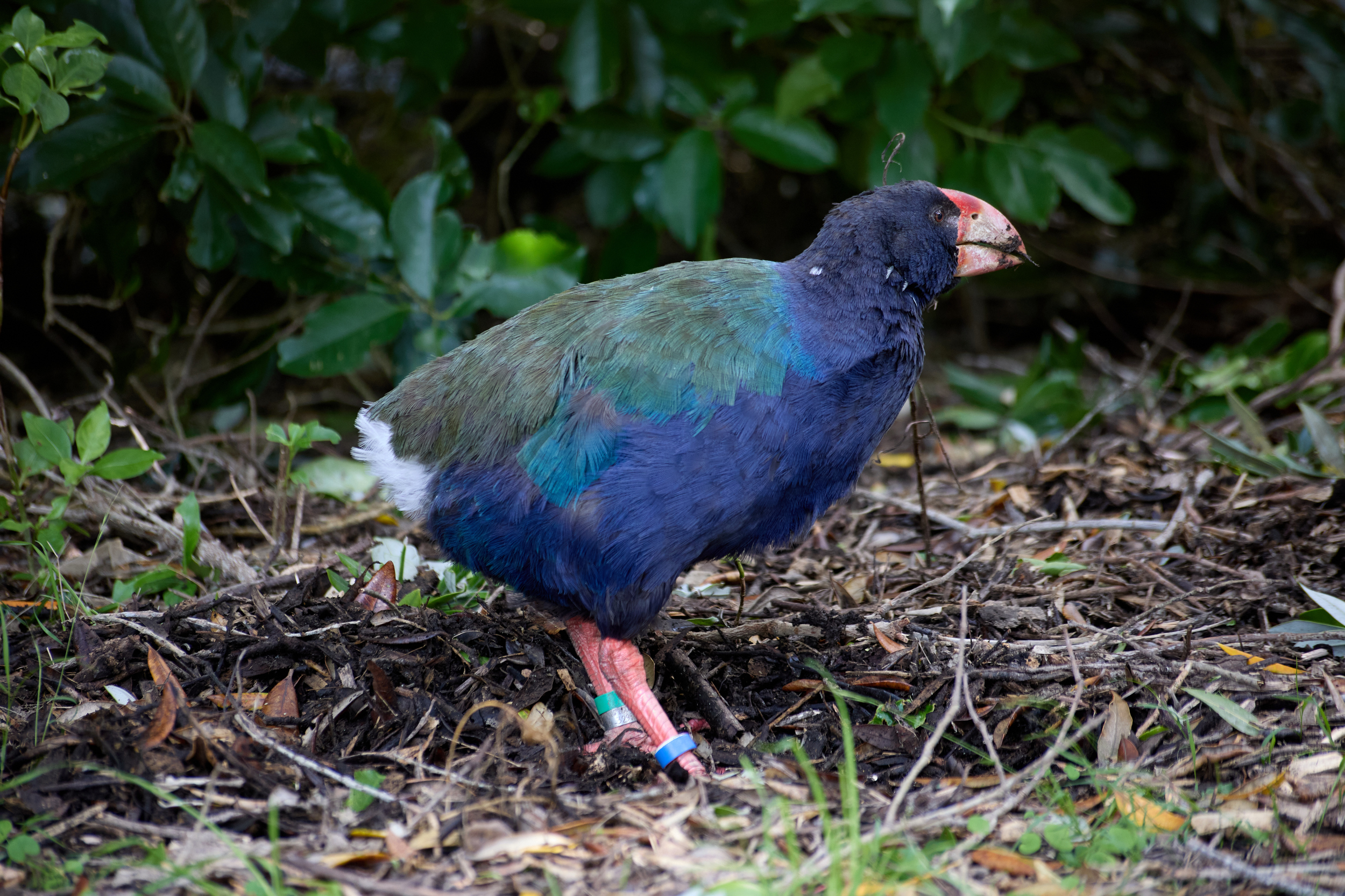 Takahē scratching for food on Tiritiri Matangi
