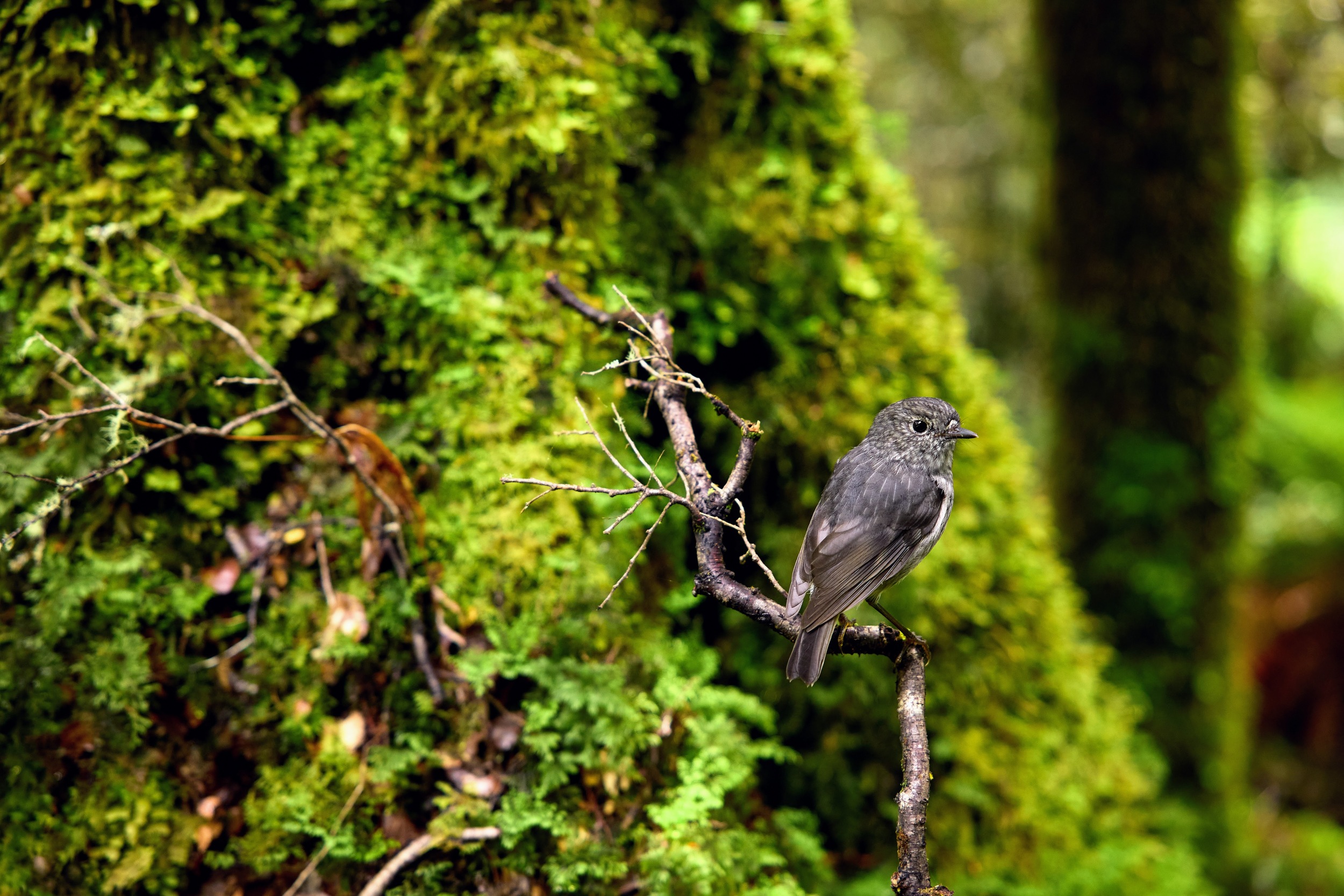 Toutouwai in the Kaimanawa mountains