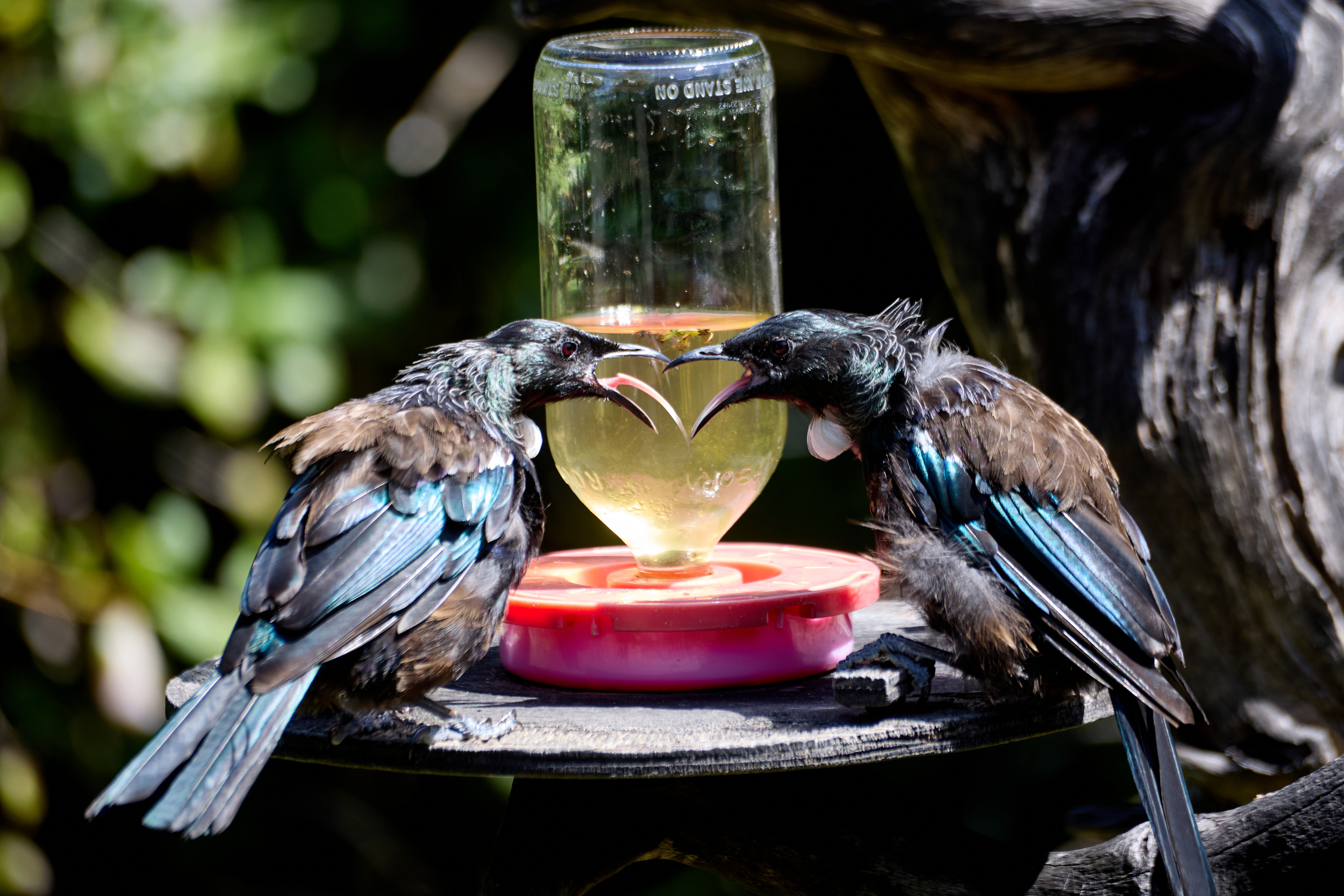 Mexican standoff at the feeder on Tiritiri Matangi.  Check out the tongues!